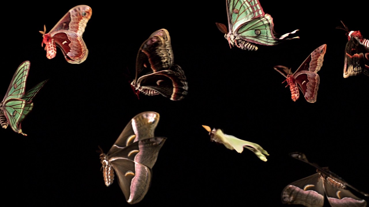 An eternal stream of moth