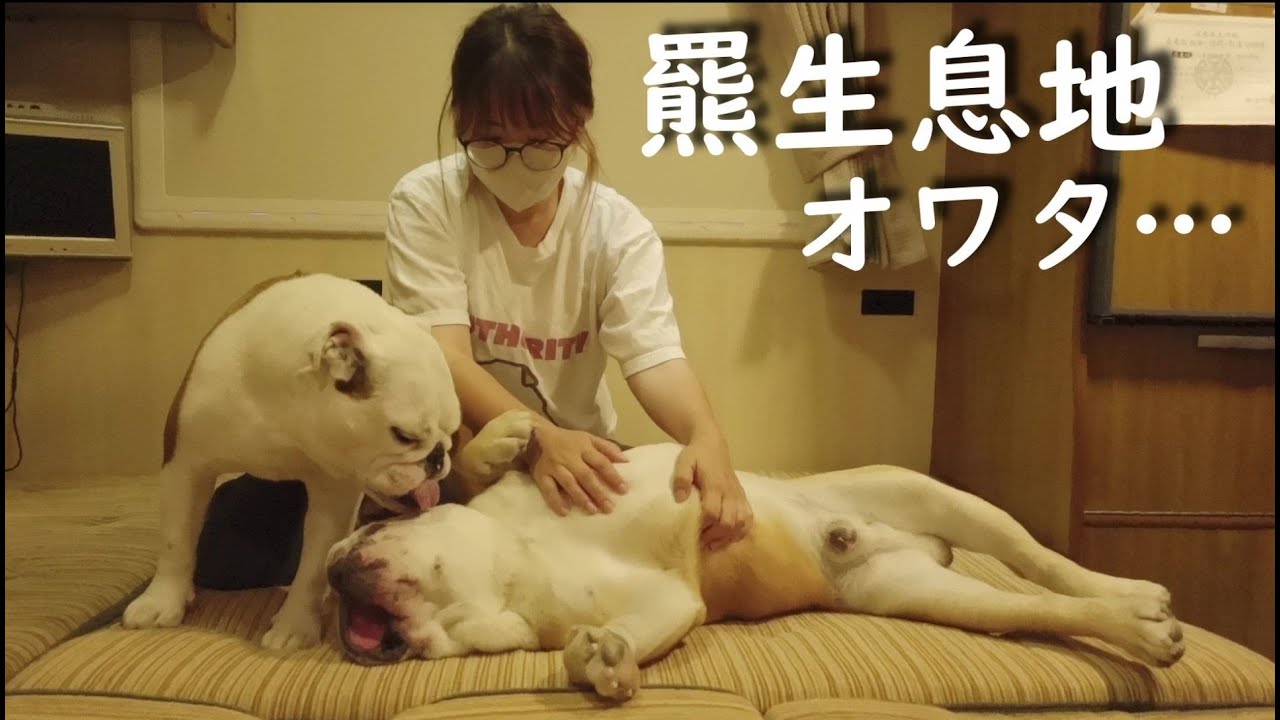 愛犬と北海道車中泊中、知らない間に恐怖のOSO18ヒグマ生息地に足を踏み入れてました…