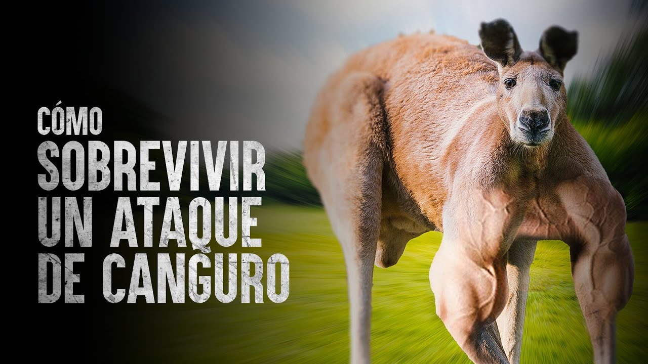 Cómo Sobrevivir al ataque de un canguro
