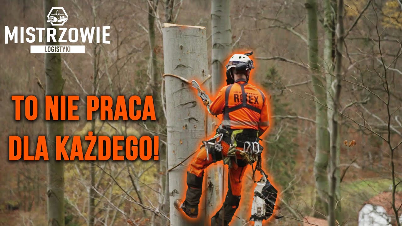 Zobacz, jak profesjonaliści ścinają drzewa ze stromego wzg&oacute;rza! | Mistrzowie logistyki