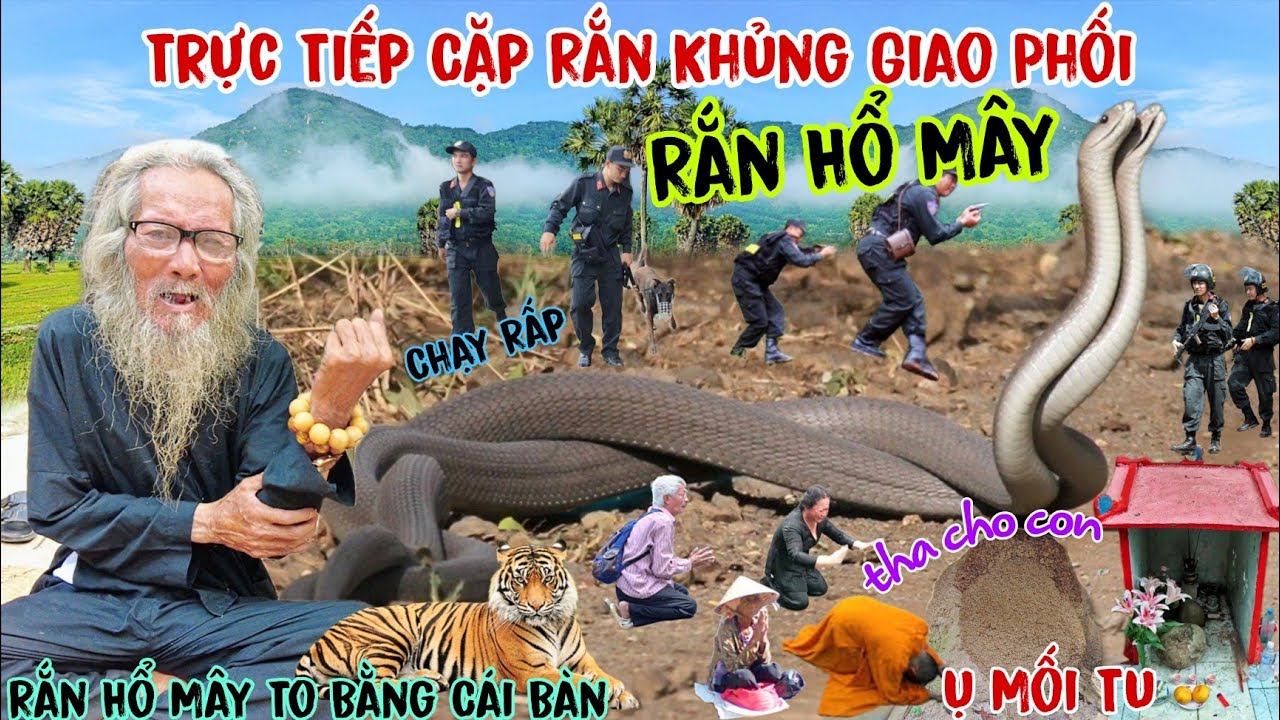 Rùng Mình Trực Tiếp Cặp Rắn Khủng Giao Phối, ông lão 94 tuổi núi cấm từng gặp Rắn Hổ Mây Khủng ẩn tu