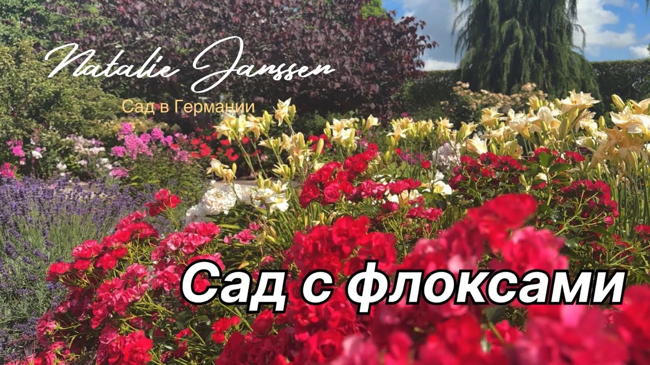 Палитра лета: цветущий сад флоксов в Парке Садов 🌿 Bad Zwischenahn 🌿Ароматы и краски 🌿