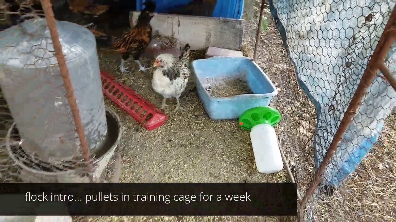 How to  introduce  new Pullets to the flock. Adding new young chickens to an established flock