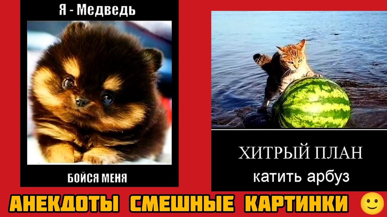 ХИТРЫЙ ПЛАН катить арбуз! смешные картинки и весёлая музыка 🤣