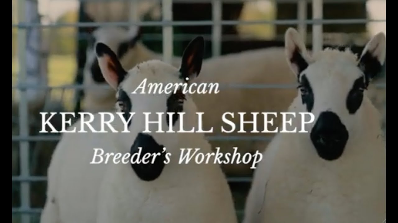 Kerry Hill Breeders Workshop