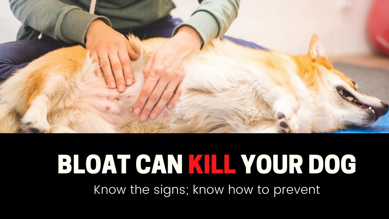 Bloat in Dogs - What You Know Can Save Your Dog's Life