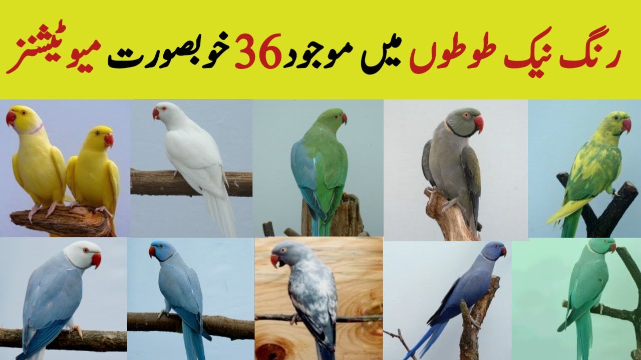 36 Different Color Mutations in Ringneck Parrot | Rose ringed Parakeet color genetics and varieties