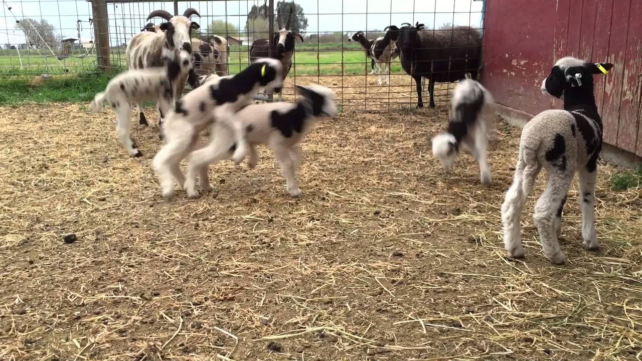 Baby Lamb Games