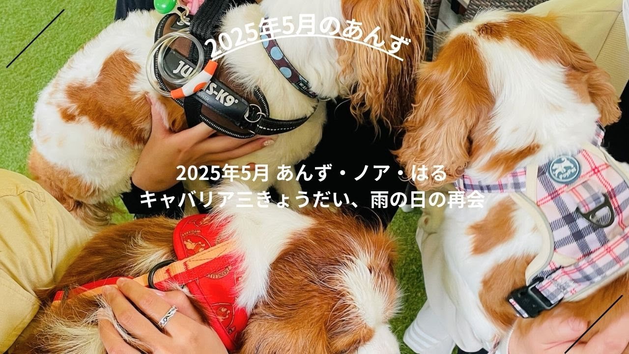 2025年5月 あんず・ノア・はる｜キャバリア三きょうだい、雨の日の再会
