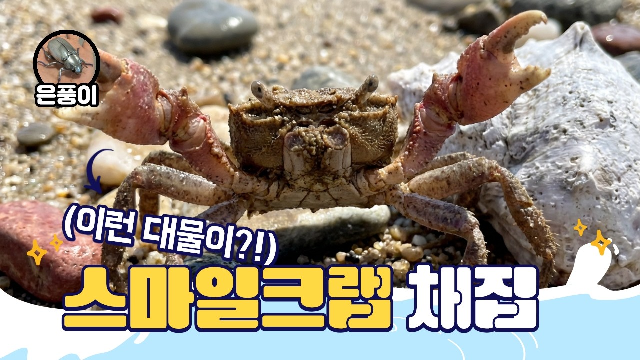 초대형 도둑게(스마일크랩) 채집 서해 기수역 생물탐사