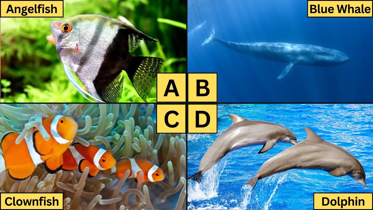 ABC Sea Animals | Learn Alphabet from A to Z | Sea Animals for Kids!