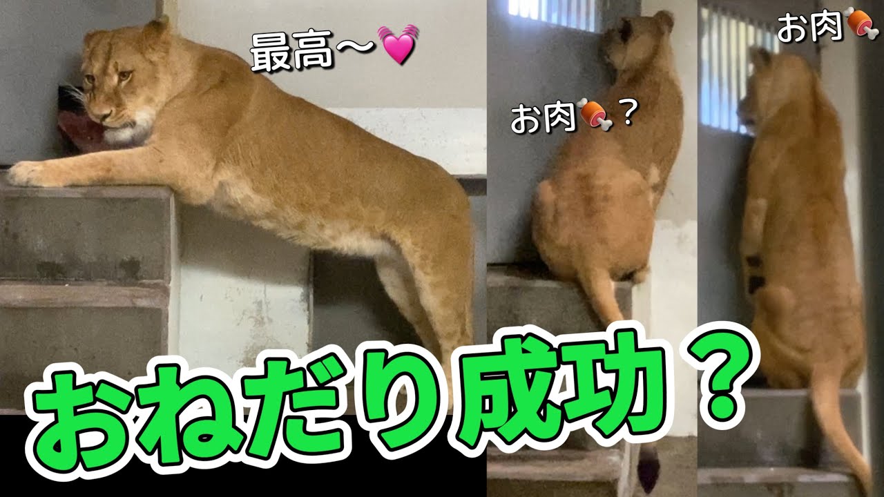 《釧路市動物園ライオン》猫のような、かわいいおねだり🍖食べるの大好きフウのおねだり大作戦！？オリトファミリー娘フウvol661