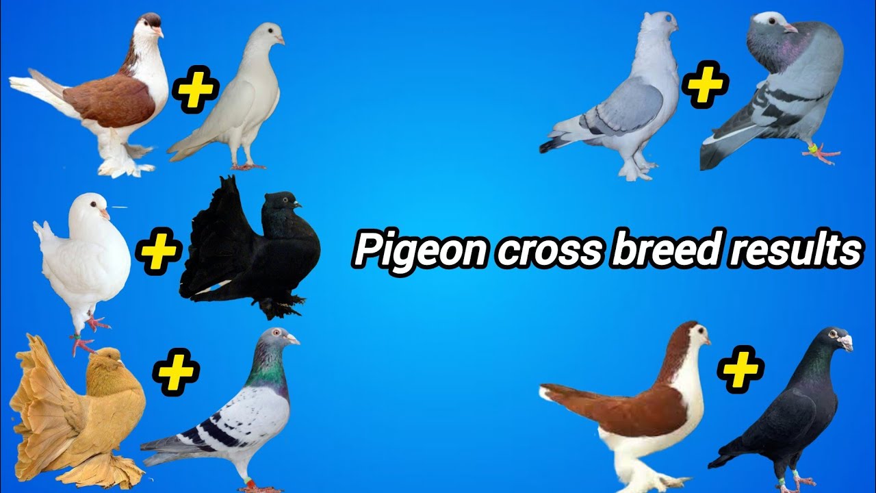 Pigeon breeding cross results | hybrid pigeon breeds
