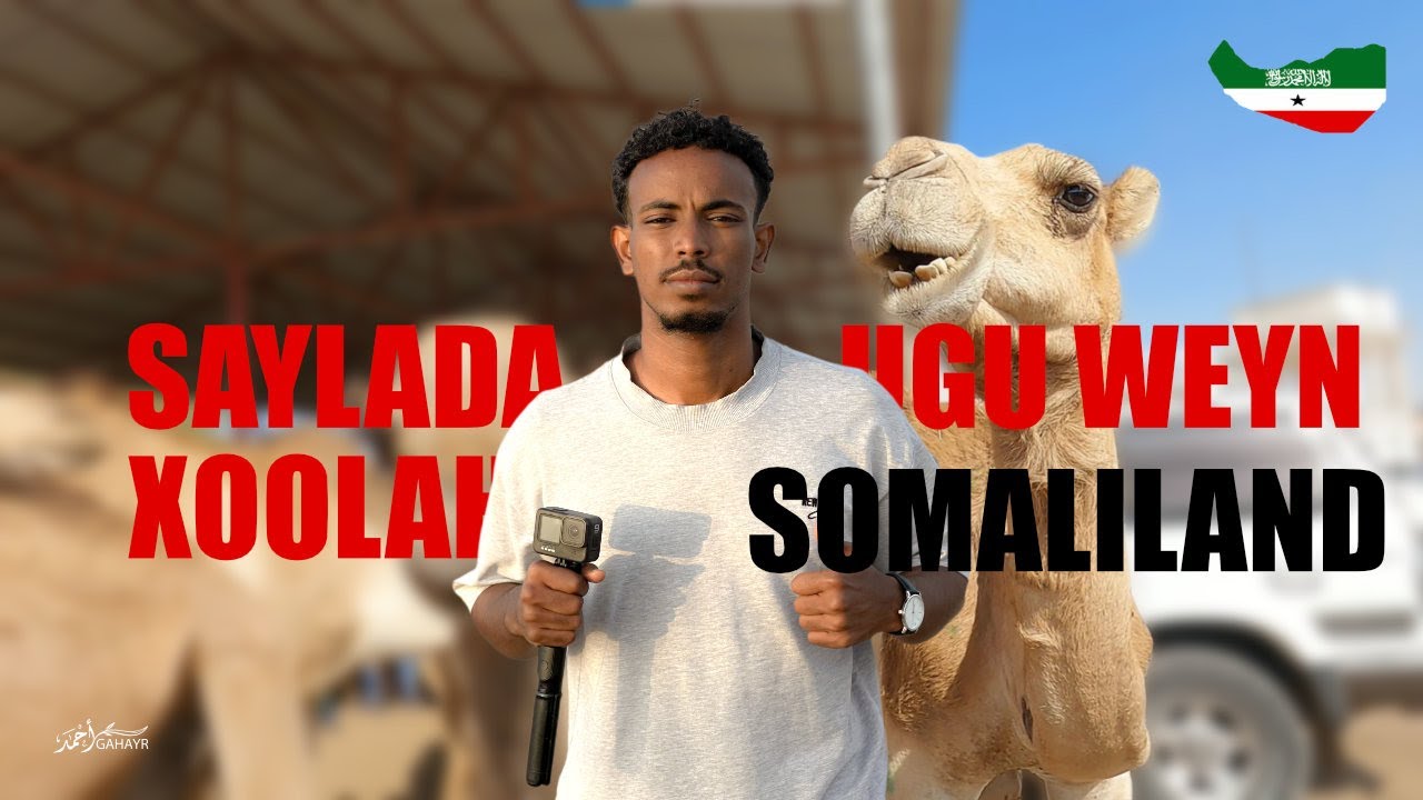 Maxan kusoo arkey saylada xoolaha ee ugu wey somaliland 😲🐑🐄🐪