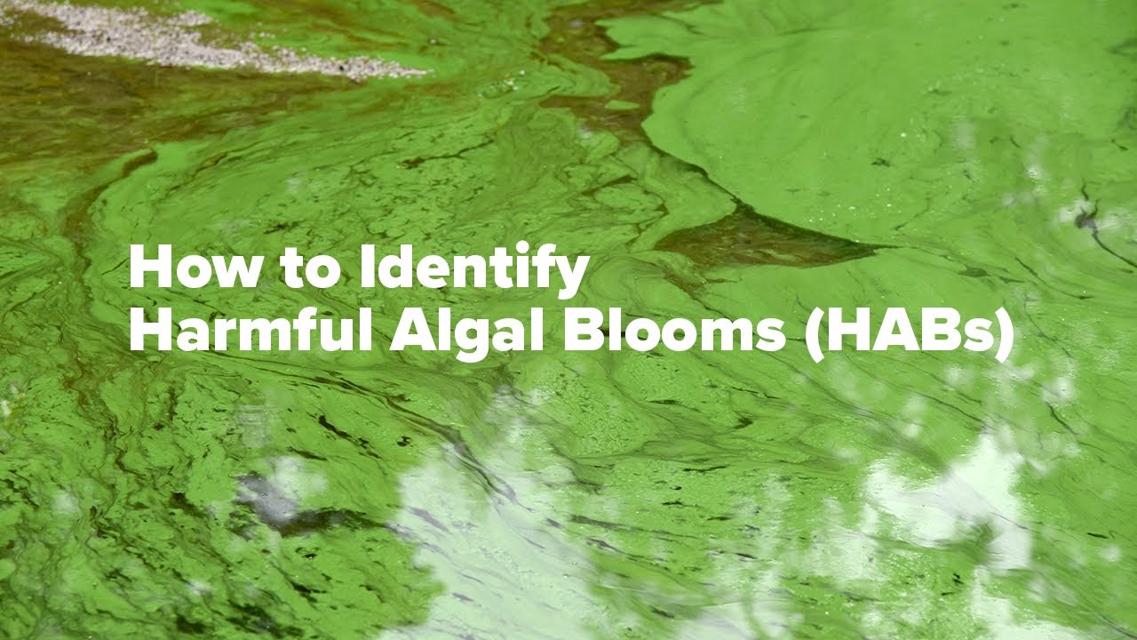 How to Identify Harmful Algal Blooms (HABs): Tips and Tricks