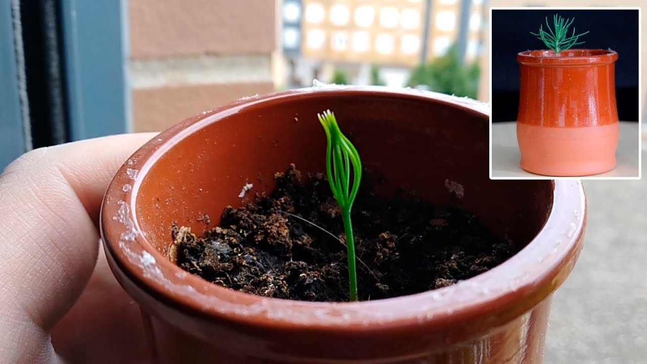 Actualización plantado semillas de Pino Negro Japonés