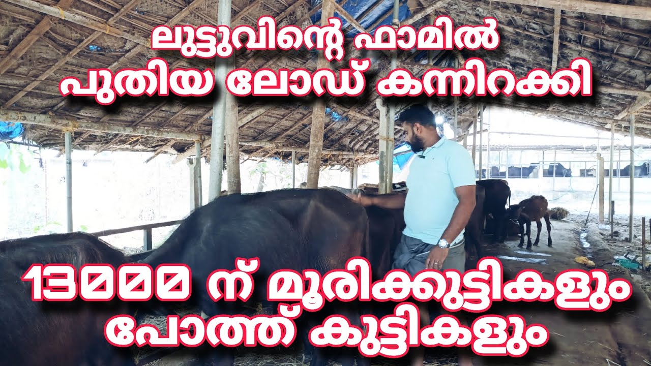 ലുട്ടുവിൻ്റെ ഫാമിൽ പുതിയ ലോഡ് കന്നിറക്കി...13000 ന് മൂരിക്കുട്ടികളും പോത്ത് കുട്ടികളും