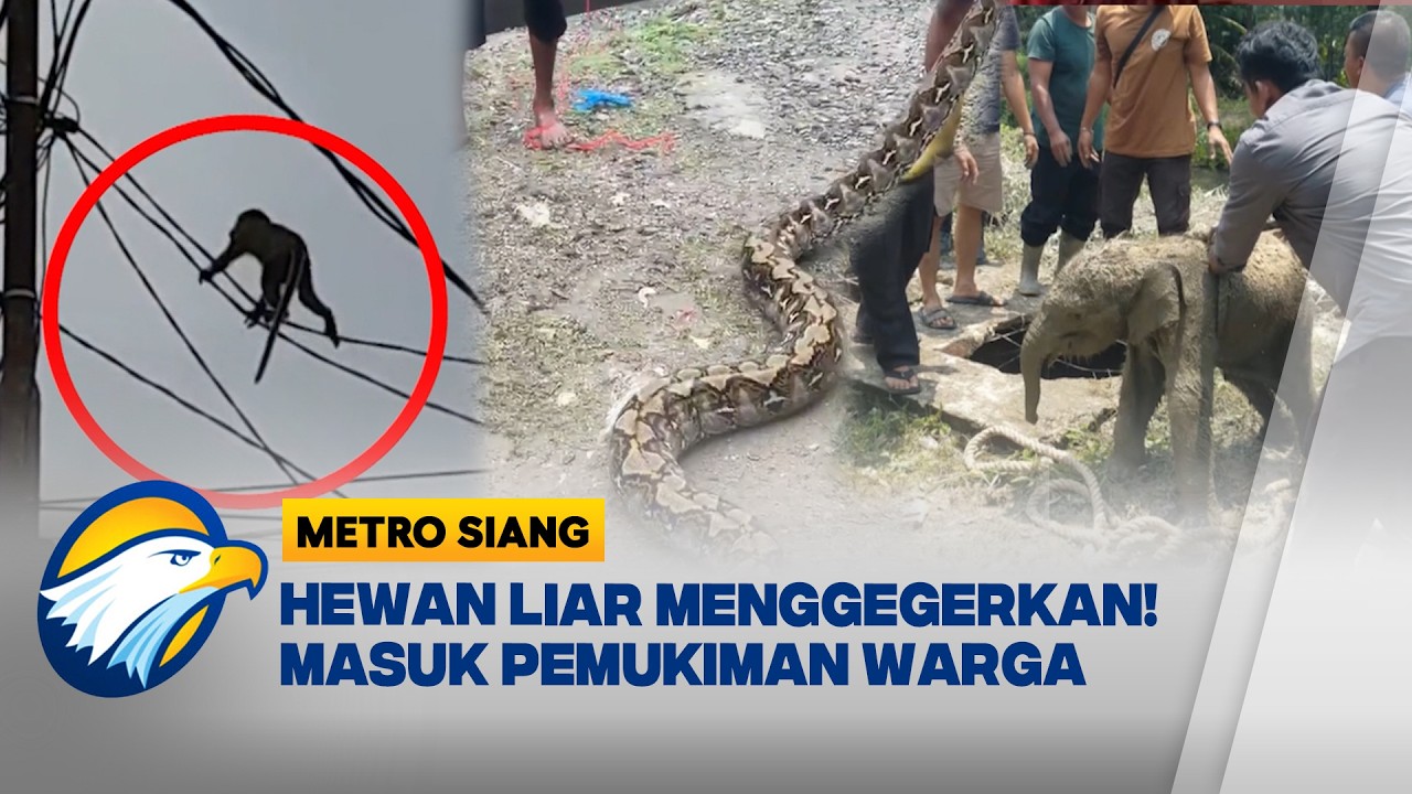 Warga Heboh! Hewan Liar Masuk Pemukiman, Warga Tanggap Cepat-Metro Siang