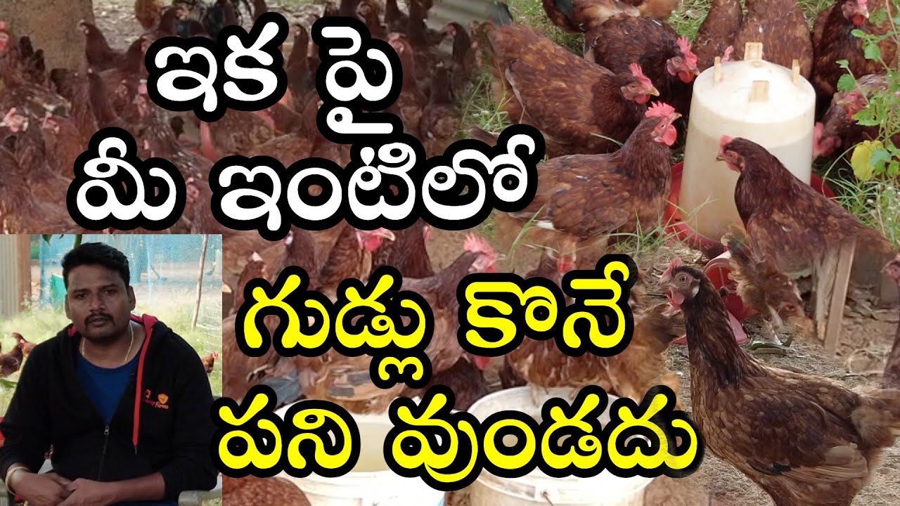 గుడ్లు కొనే పని వుండదు..ఈ కోళ్ళని కొంటే..RIR Chickens..Poultry Hens Available..BV 380..Pradeep Farms
