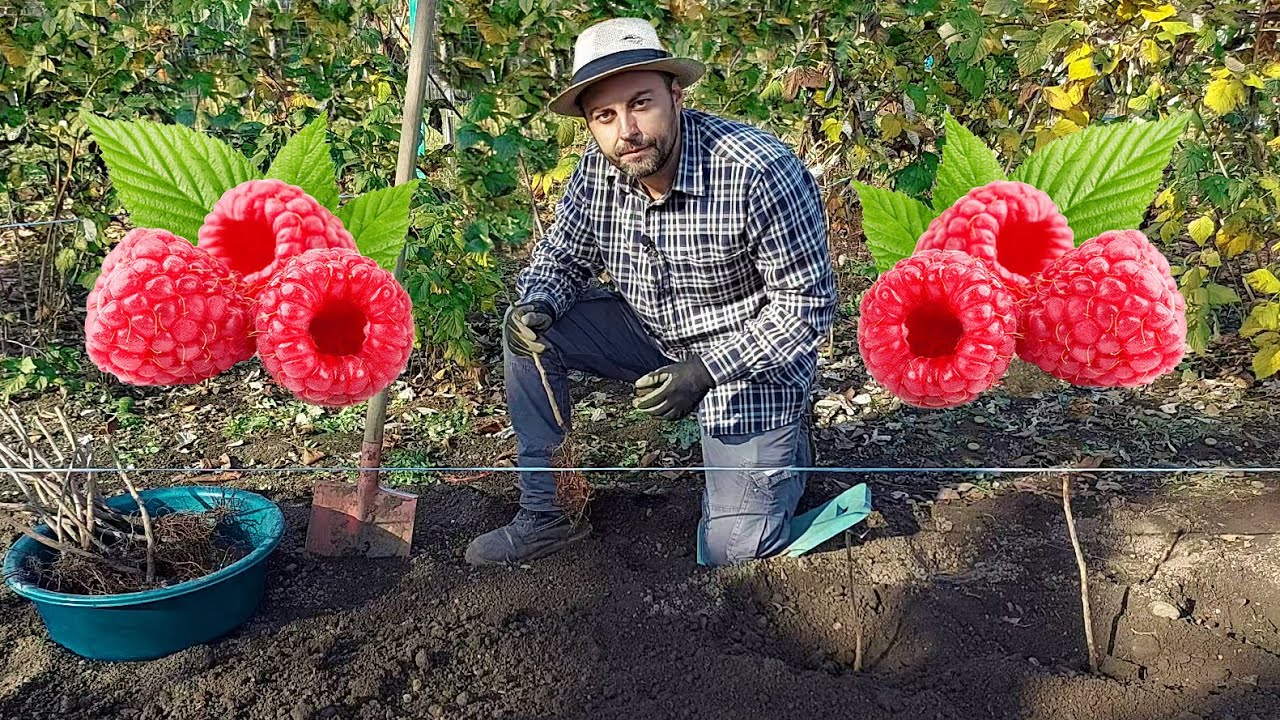 Plantare ZMEURĂ. Înfiinţare PLANTAŢIE ZMEURĂ