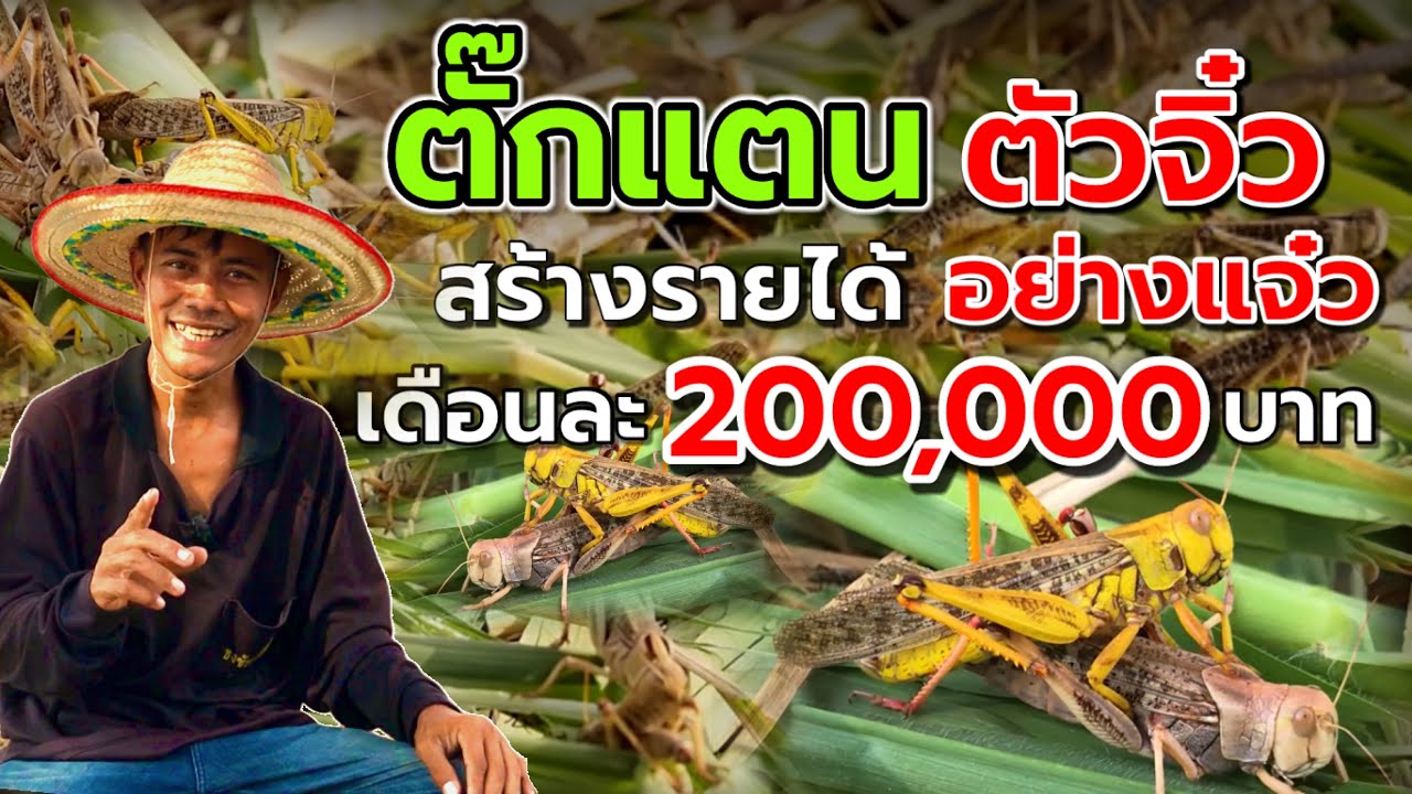 การเลี้ยงตั๊กแตน ตัวจิ๋วสร้างรายได้อย่างเเจ๋ว‼️เดือนละ 200,000 บาท ดูคลิปนี้จบ⁉️เลี้ยงได้ทันที