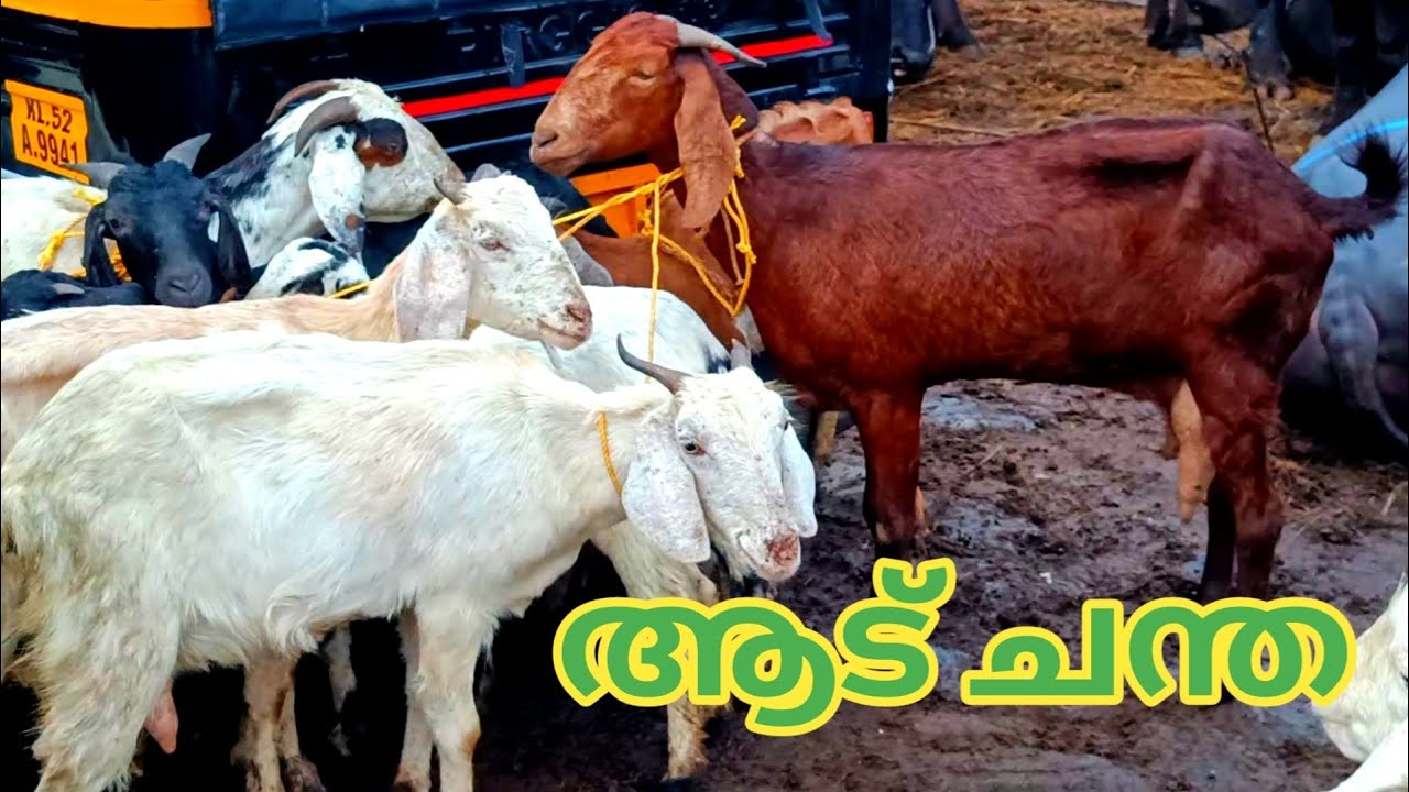 ആടുകളുടെ ചാകര | Vaniyamkulam Chandha | 7/9/22 | goat | farming | TECH AND VLOGS