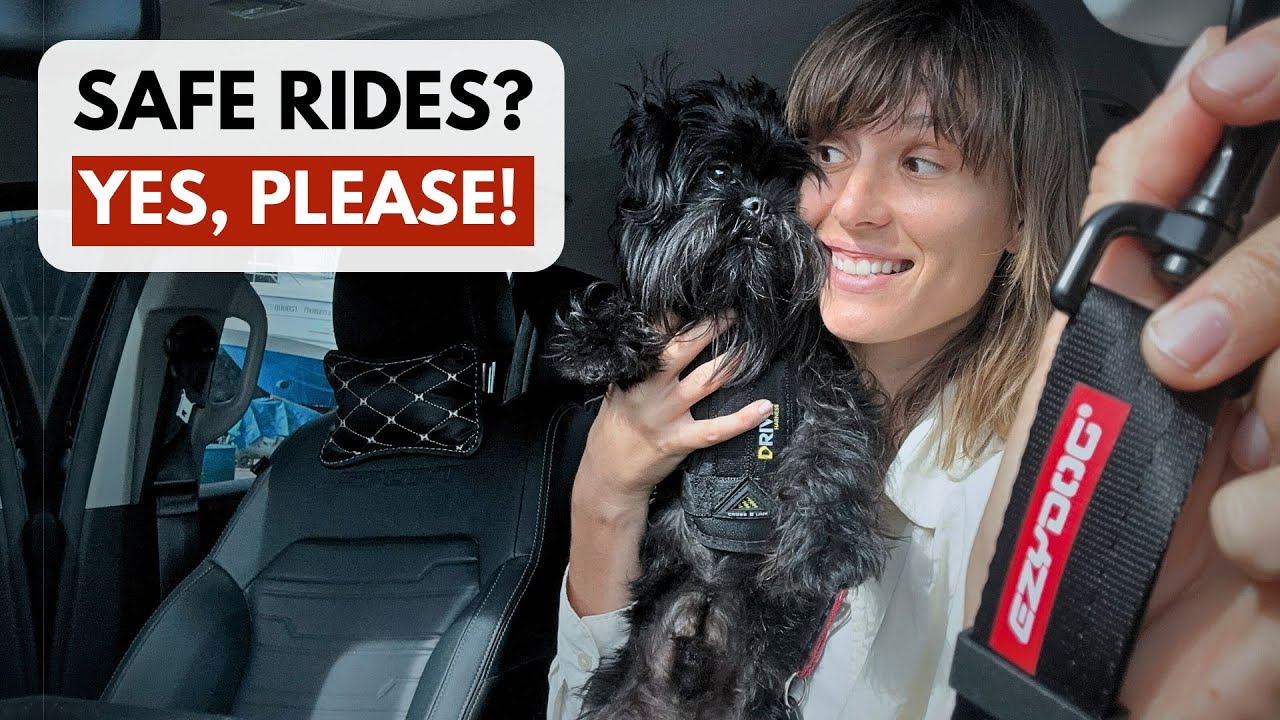 3 Dog Car Seat Safety Tools That Actually Work (+ crash tested dog harness)