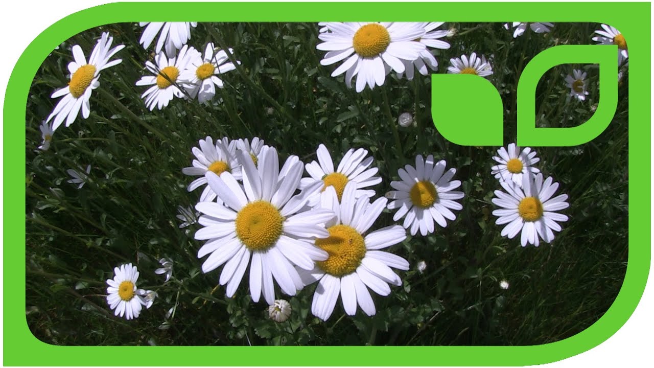 Die Wiesenmargerite