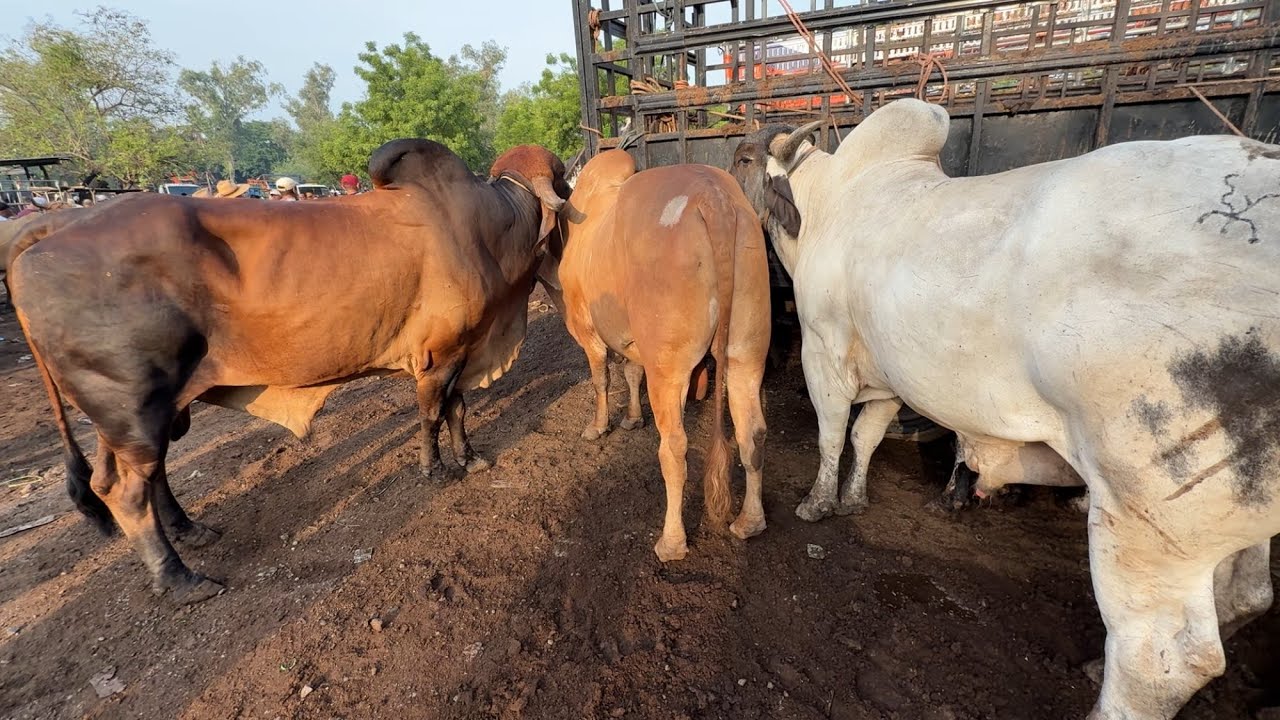 Toros Gyr en el Tiangue el tránsito san Miguel