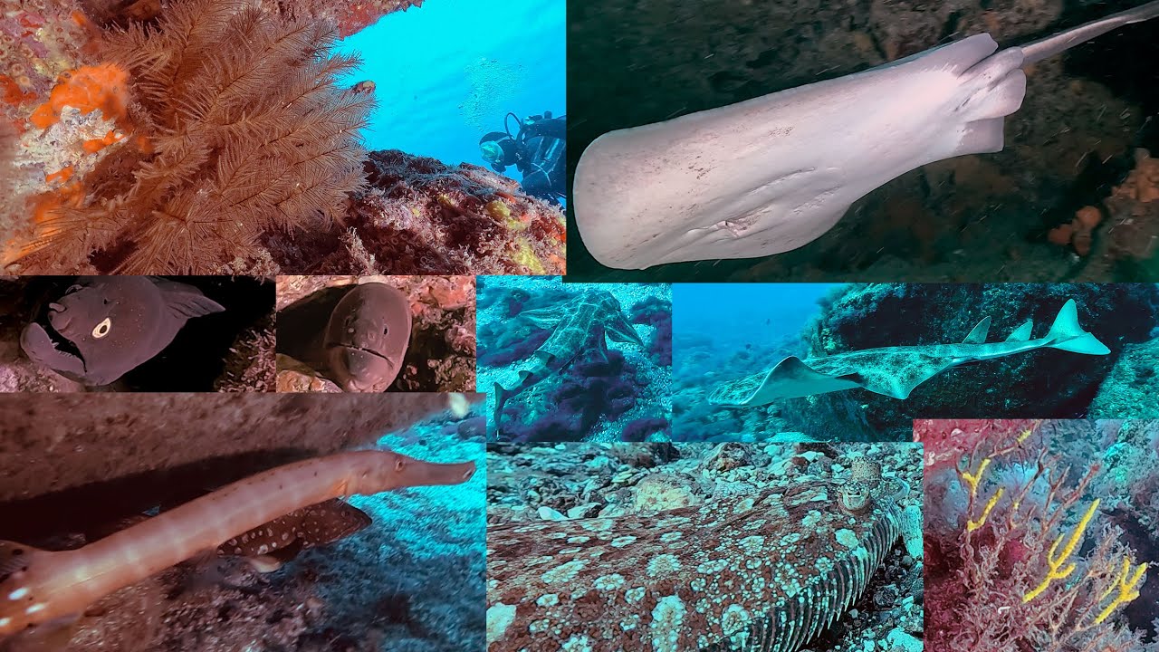 Buceo en Las Eras 02-02-2026