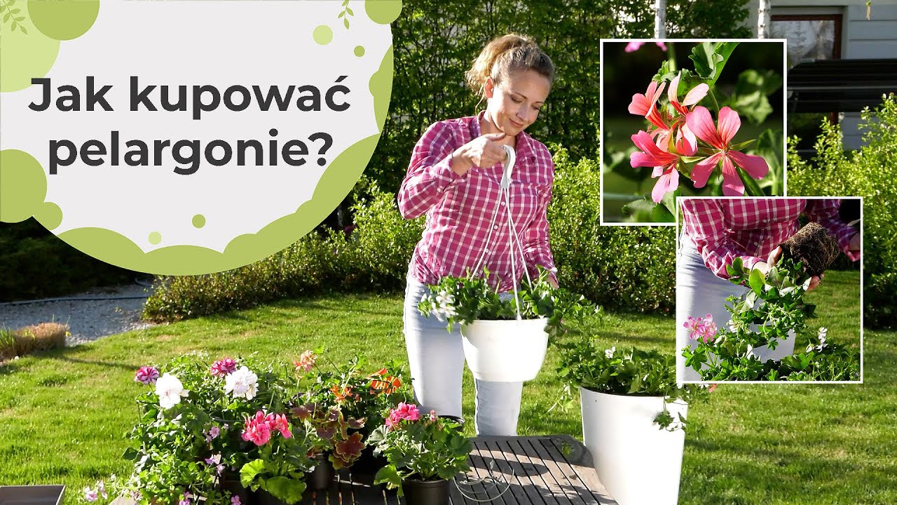 Jak kupować pelargonie? Na co należy zwracać uwagę przed zakupem pelargonii?