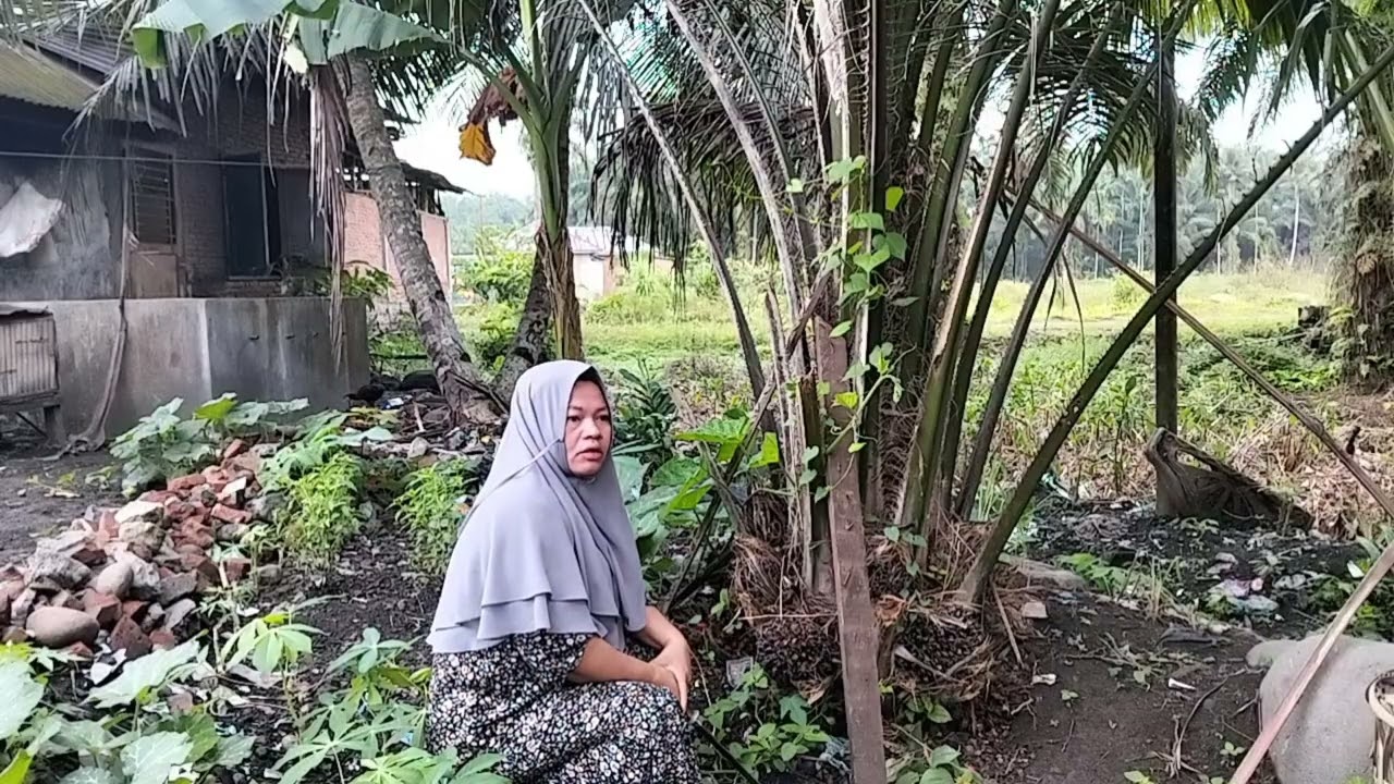 Kegiatan Saya Pagi Ini|| Memberi Ayam Makan || Mengambil Buah Sawit 