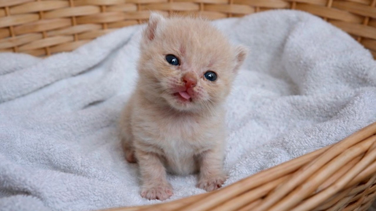 Rescue Kittens Is Getting WEAKER… Is Mom Running Out of Milk?