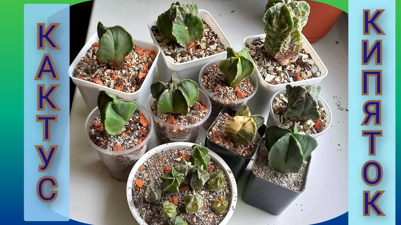 КАКТУСЫ И КИПЯТОК! Способ обработки, посадки #кактус, #домашнеерастение #plants #обработка