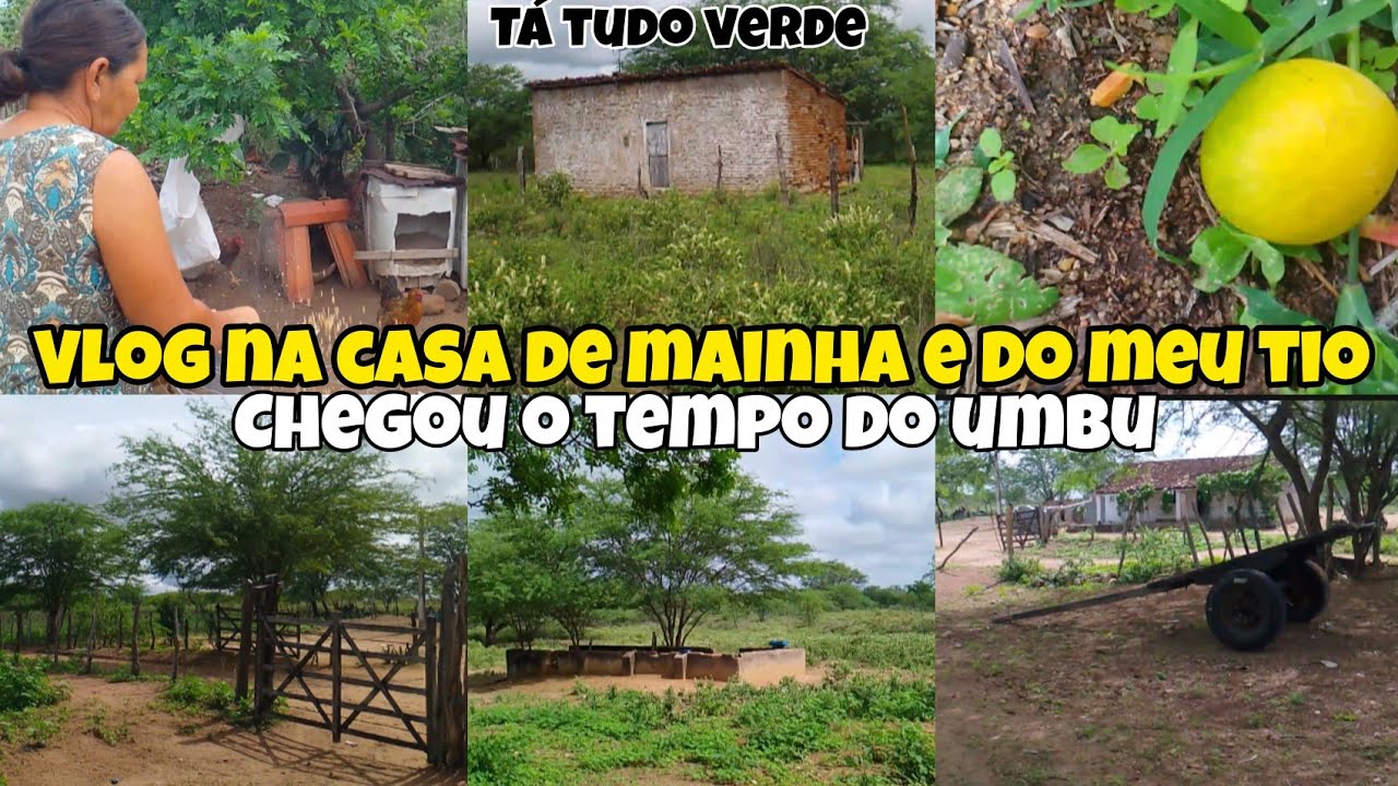 🌿 Vlog na Casa de Mainha e do Meu Tio | Chegou o Tempo do Umbu e Tá Tudo Verde!