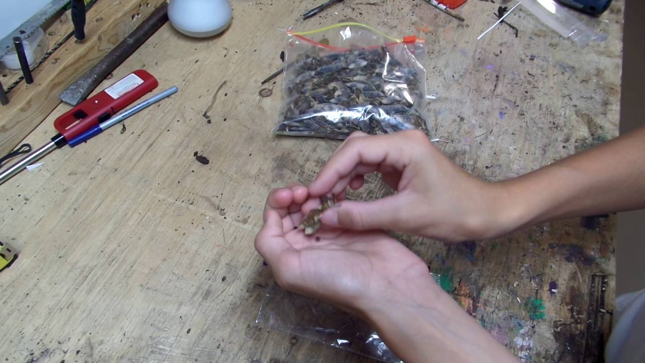 How to Harvest And Collect Lupine Seeds