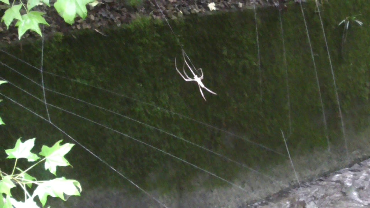 Spider building a web