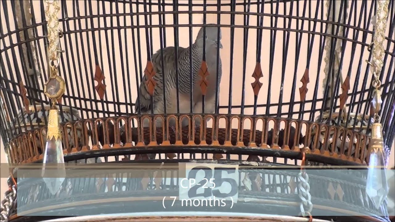 CP Farm Pattani [MV9] , Zebra dove, Perkutut, Ketitir