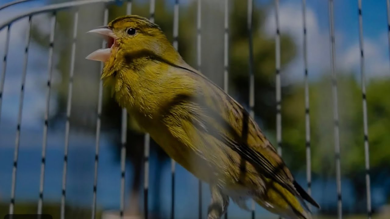 Le meilleur dressage de canaris ! Un canari marocain chante très fort.