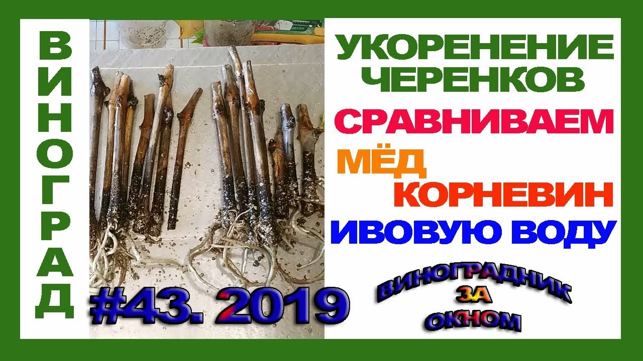 🍇 Укоренение черенков винограда в мёде, ивовой воде и корневине. Стимуляторы корнеобразования.