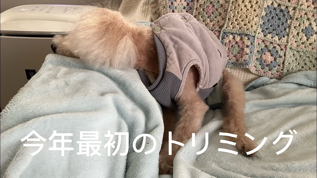 今年最初のトリミング(フルバージョン)♯トリミング♯老犬♯トイプードル