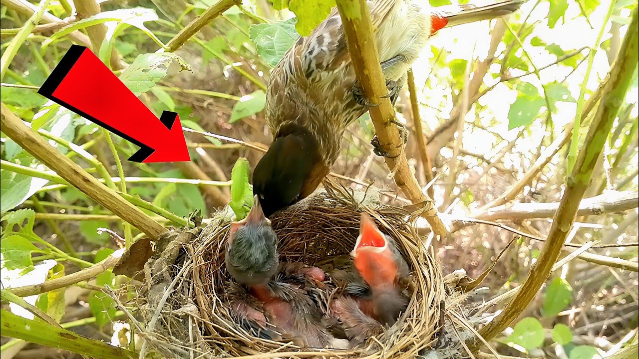 Bulbul's Mother feeding big green worm for baby's @Birdsbabies7786 