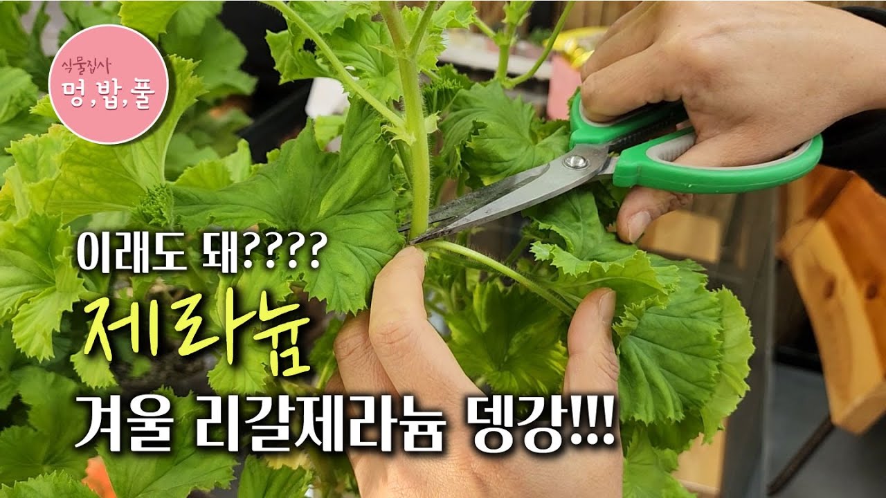 제라늄,리갈제라늄 이 겨울에 뎅강?? #리갈가지치기