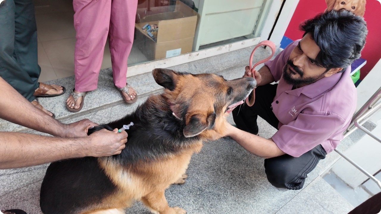 * Must Watch * EVERY DOG OWNER/LOVER