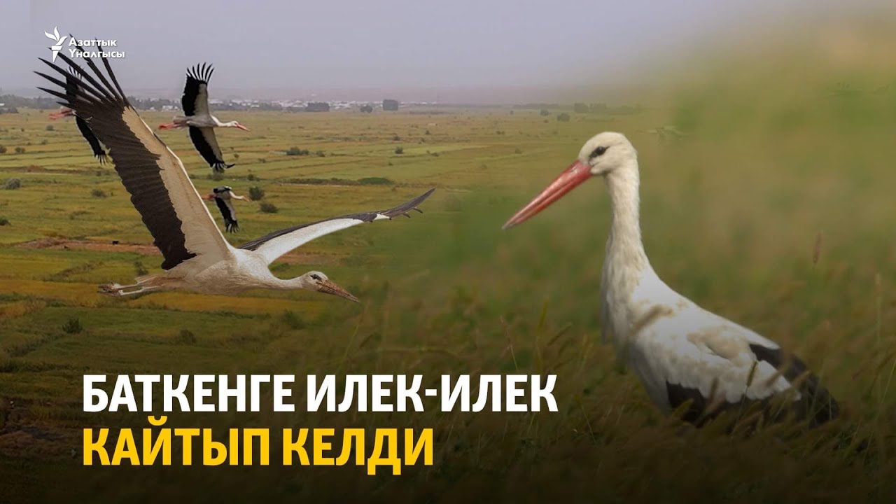 Баткен: Илек-илек куштары кайтып келди