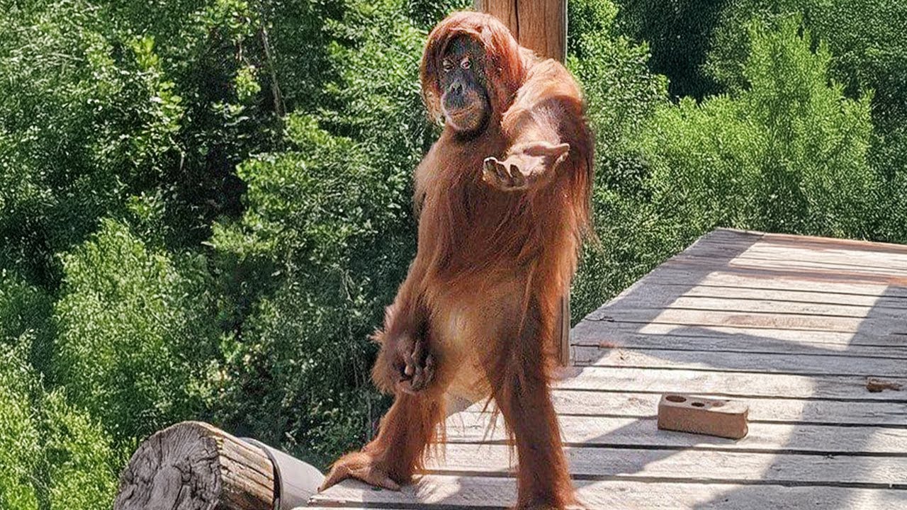 Funny Monkey Encounters You Must See 🦍 Funniest Animal Videos 2025!