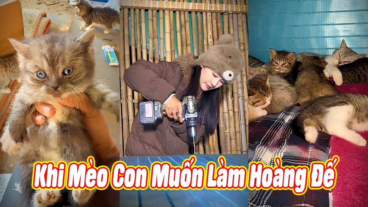 ❤️ Chị Gái Tốt Bụng Xây Nhà Cho Các Bé Mèo #thúcưng #vậtnuôi #chómèohàihước #funny #pets #cat #cute