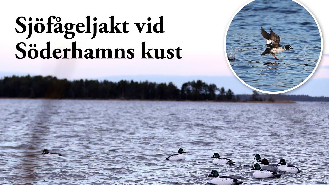 Jaktresan: Sjöfågeljakt vid Söderhamns kust