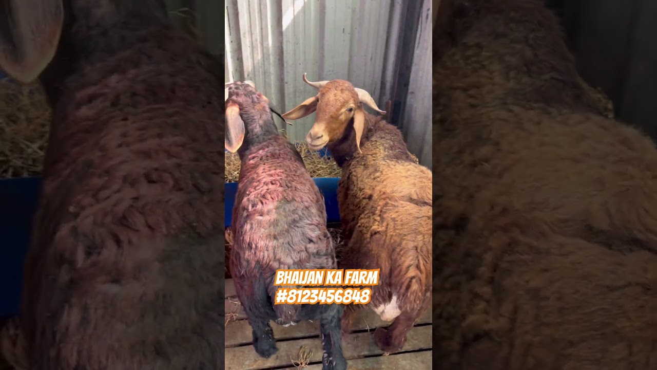 Sindhanur Breed Ke Healthy Potalay Available for sale for more details Watapp 
