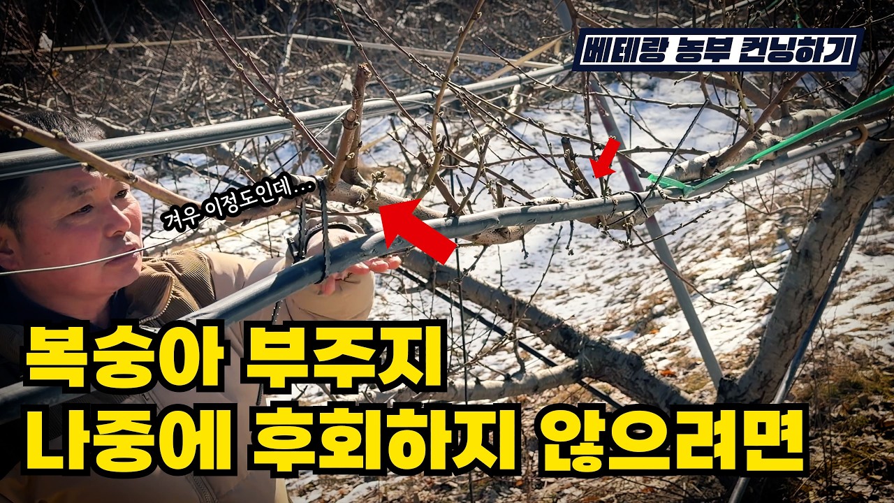 똑똑하게 복숭아농사 지으세요(부주지 수형) | 베테랑 농부 컨닝하기 👀